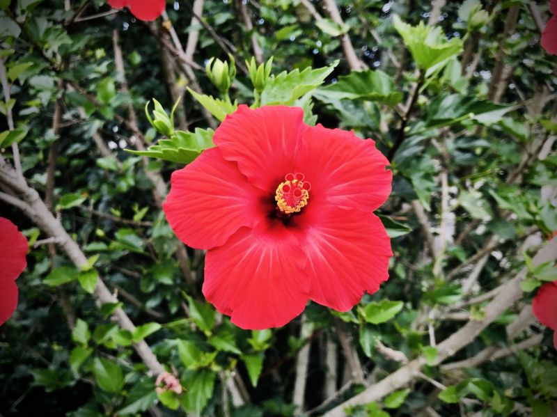 Local Hibiscus Planting pros at work