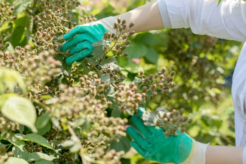Hibiscus Planting Contractors Directory