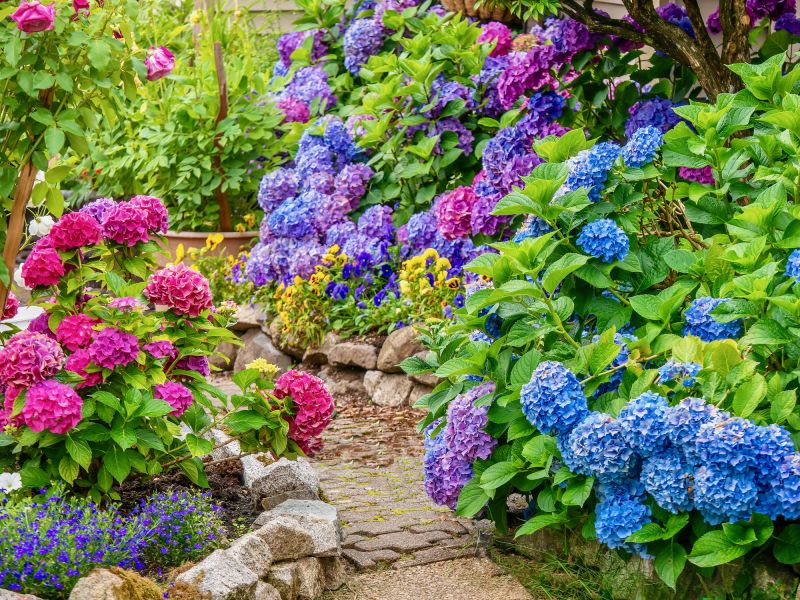 Service Locations for Hibiscus Planting