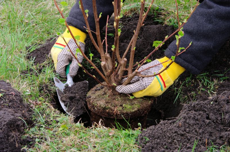 Root Ball and Container Size