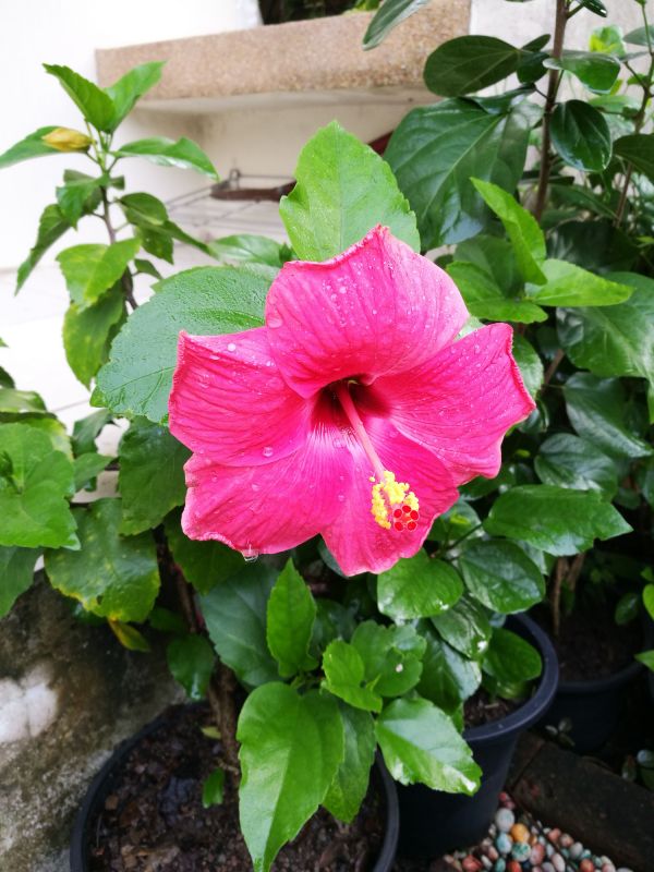Hibiscus Planting