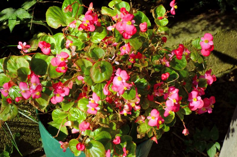 Hibiscus Growth Habits