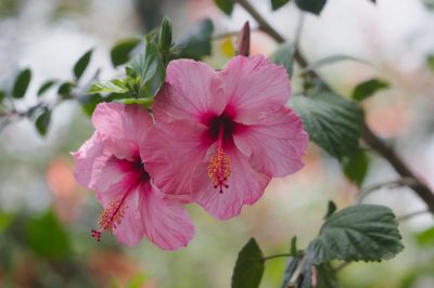 Beautiful Flowering Plant!